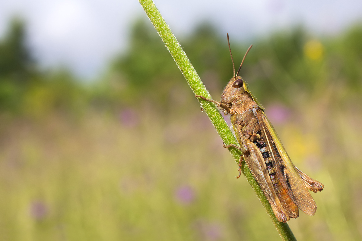 Common Green Grasshopper 3